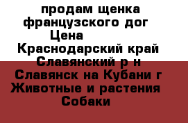 продам щенка французского дог › Цена ­ 5 000 - Краснодарский край, Славянский р-н, Славянск-на-Кубани г. Животные и растения » Собаки   